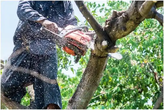 tree services Dillon